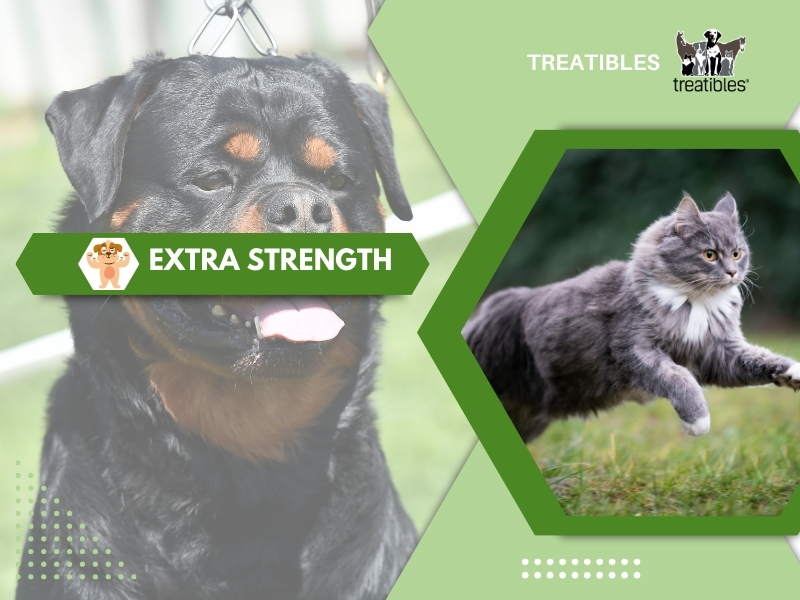 extra strength image