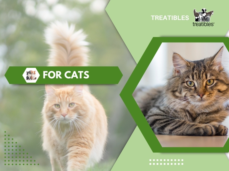For Cats image