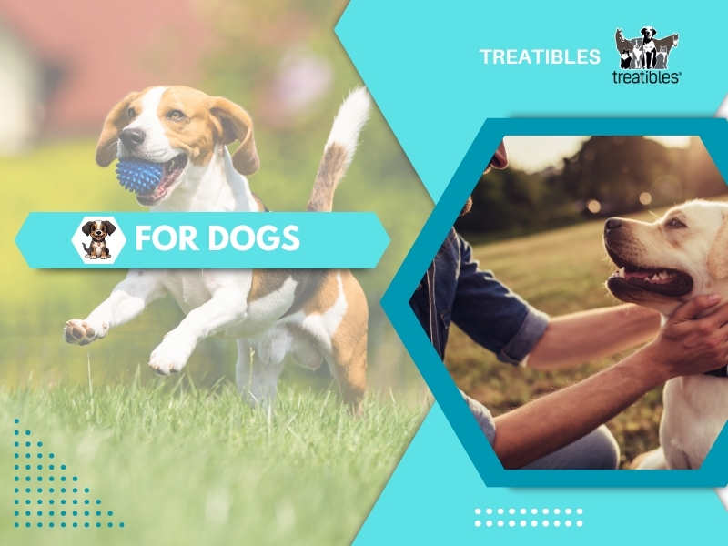 CBD for dogs image